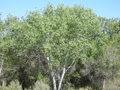 Populus fremontii