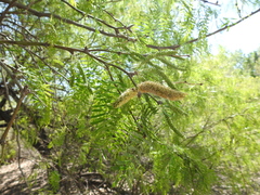Prosopis glandulosa