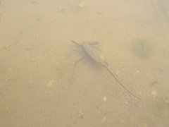 Laccotrephes japonensis