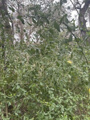 Baccharis halimifolia image