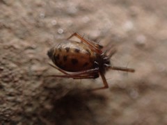 Lepthyphantes