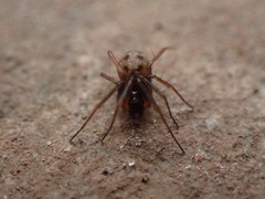 Lepthyphantes