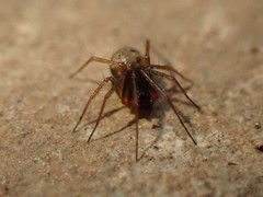 Lepthyphantes