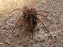 Lepthyphantes