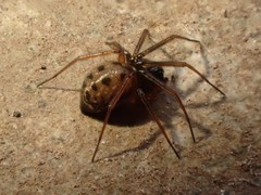 Lepthyphantes