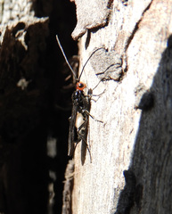 Callibracon capitator