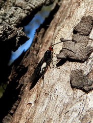 Callibracon capitator