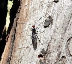 Callibracon capitator