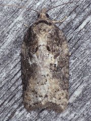 Acleris fuscana