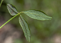 Glycine microphylla