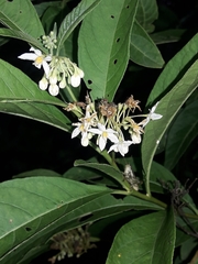 Solanum argentinum