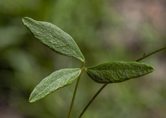 Glycine microphylla