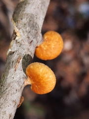 Neofavolus americanus