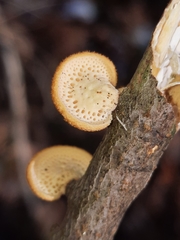 Neofavolus americanus