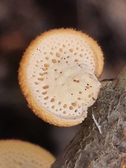 Neofavolus americanus