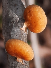 Neofavolus americanus