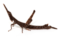 Prorifera spanner
