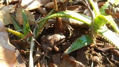 Arthroleptis stenodactylus