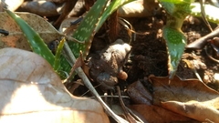 Arthroleptis stenodactylus