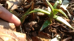 Arthroleptis stenodactylus