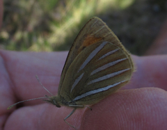 Argyrophenga janitae