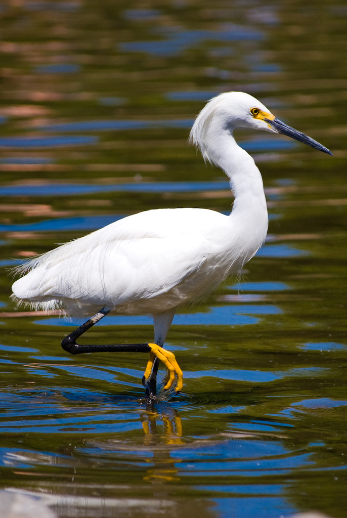 Snowy Egret (GTM Research Reserve Bird Guide) · iNaturalist