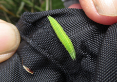 Argyrophenga janitae