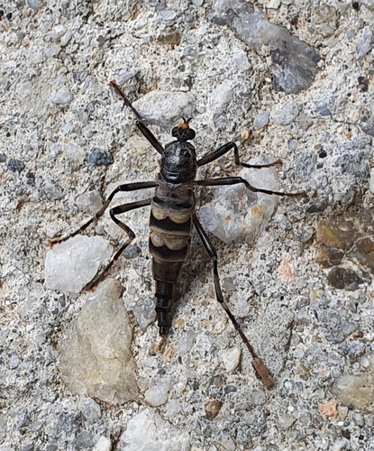Photo of Australian Wingless Soldier Fly (Boreoides subulatus)