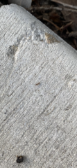 Linepithema humile