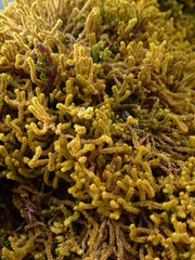 Plicanthus hirtellus