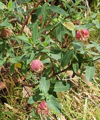 Pimelea ligustrina ciliata