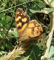 Heteronympha solandri
