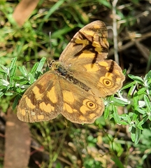 Heteronympha solandri