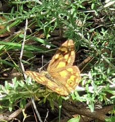Heteronympha solandri