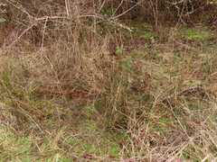 Juncus effusus pacificus