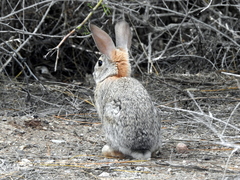 Sylvilagus audubonii