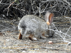 Sylvilagus audubonii