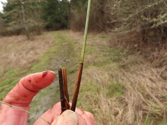 Juncus effusus pacificus