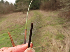 Juncus effusus pacificus