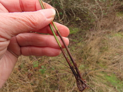 Juncus effusus pacificus