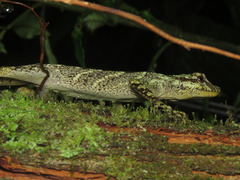 Anolis eulaemus