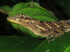 Anolis eulaemus