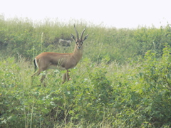 Gazella bennettii
