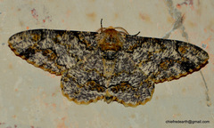 Biston suppressaria