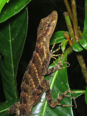 Anolis eulaemus