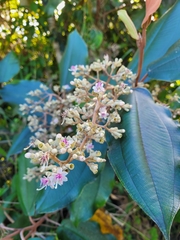 Miconia serrulata