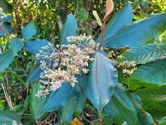 Miconia serrulata