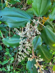 Miconia serrulata