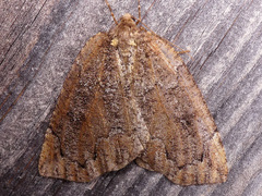 Spodolepis substriataria