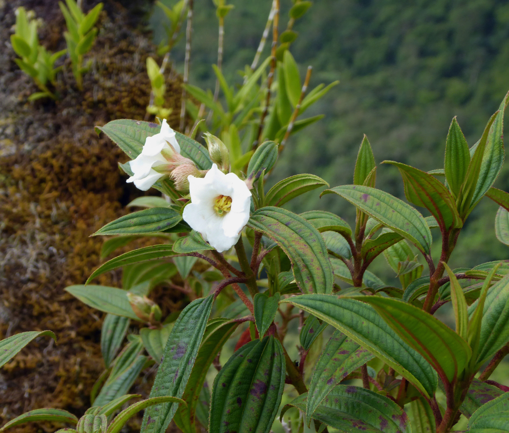 Pacific Melastoma